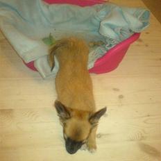 Blanding af racer Micko