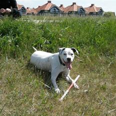 Amerikansk bulldog Snow