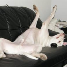 Amerikansk bulldog Snow