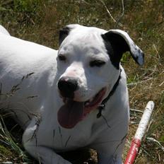 Amerikansk bulldog Snow