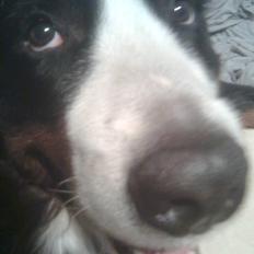 Berner sennenhund Hubert