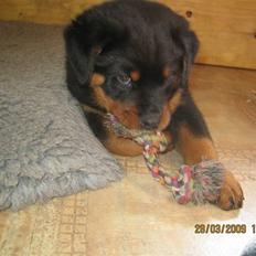 Rottweiler Baloo