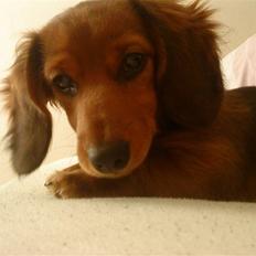 Dværggravhund Zowie