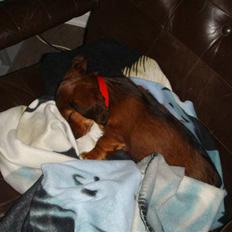 Dværggravhund Zowie