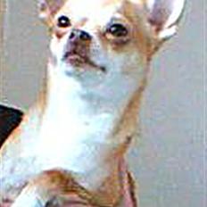 Chihuahua Sille
