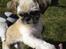 Shih tzu Futte