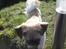 Shih tzu Futte