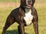 Staffordshire bull terrier Mathilde