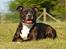 Staffordshire bull terrier Mathilde