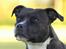 Staffordshire bull terrier Mathilde