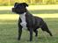 Staffordshire bull terrier Mathilde