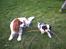 Cavalier king charles spaniel Frodo