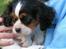 Cavalier king charles spaniel Nørgaards Silke R.I.P - silke som ca 9 uger