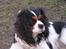 Cavalier king charles spaniel Nørgaards Silke R.I.P