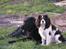 Cavalier king charles spaniel Nørgaards Silke R.I.P - silke og vores gamle hund frida