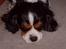 Cavalier king charles spaniel Nørgaards Silke R.I.P - silke sover i stuen