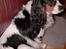 Cavalier king charles spaniel Nørgaards Silke R.I.P