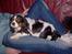 Cavalier king charles spaniel Nørgaards Silke R.I.P - silke sover hus mor på sofaen