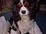 Cavalier king charles spaniel Nørgaards Silke R.I.P