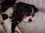 Cavalier king charles spaniel Nørgaards Silke R.I.P - silke med bitte små hvalpe