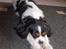 Cavalier king charles spaniel Nørgaards Silke R.I.P