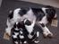 Cavalier king charles spaniel Nørgaards Silke R.I.P - silke med hvalpe. ca 1 år siden