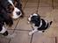 Cavalier king charles spaniel Nørgaards Silke R.I.P - silke og jo jo(udtales Joe Joe)