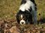 Cavalier king charles spaniel Nørgaards Silke R.I.P