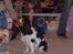 Cavalier king charles spaniel Nørgaards Silke R.I.P - mig og silke venter på at det bliver vores tur til at komme op til dommeren