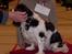 Cavalier king charles spaniel Nørgaards Silke R.I.P - uhha, det var ikke sjovt, men hun var meget god til at få set tænder
