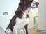 Engelsk springer spaniel Eddie