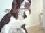 Engelsk springer spaniel Eddie