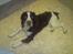 Engelsk springer spaniel Eddie