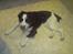 Engelsk springer spaniel Eddie