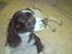 Engelsk springer spaniel Eddie