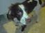 Engelsk springer spaniel Eddie