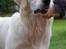 Golden retriever Ludwig - Se hvor stor og flot jeg er blevet :o)