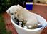 Golden retriever Ludwig - Ku´ det friste med en dejlig, kølig bajer fra mit badekar?