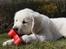 Golden retriever Ludwig