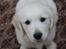 Golden retriever Ludwig - 9 uger gammel, sååå sød.