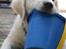 Golden retriever Ludwig - Jummi, spand.