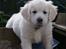 Golden retriever Ludwig - 8 uger gammel.