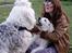 Golden retriever Ludwig - Her hapser jeg lige ud efter Molly, min ALLER bedste veninde!