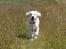 Golden retriever Ludwig
