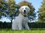 Golden retriever Ludwig - Nyt d. 31/5 - se hvor stor jeg er blevet!