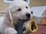 Golden retriever Ludwig - Sikke en deeejlig havehandske!