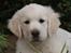 Golden retriever Ludwig - Jeg hjalp lige mor med at ordne haven!