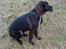 Blanding af racer Ashlan - Smuk hund...