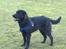 Blanding af racer Ashlan - Stor flot hund - med et hjerte af guld!
