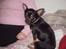 Chihuahua Bisse